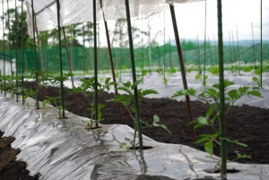 hatake22.05.20 畑の始まり