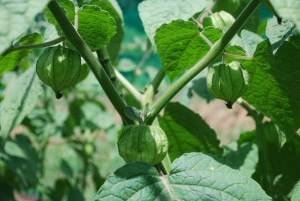 hatake22.07.27-2 hatake22.07.27-2