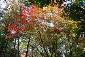 23.11.01kouyou2