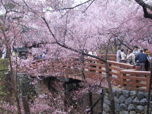 25.03.27sakura