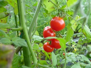 26.08.16 tomato