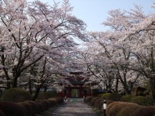 28.04.23sakura