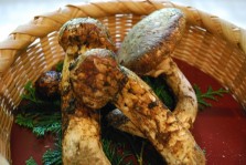 28-09-17matsutake